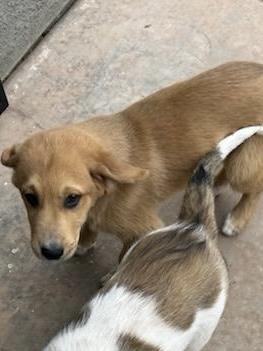 Enlarge Jack, a Adopted mixed breed in Phoenix, AZ image 2/2