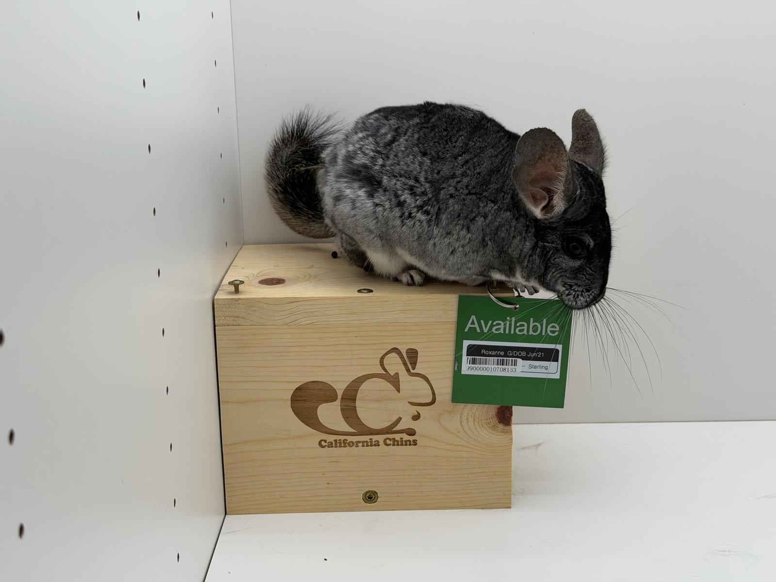Roxanne, Adoptable, Adult Female Chinchilla.