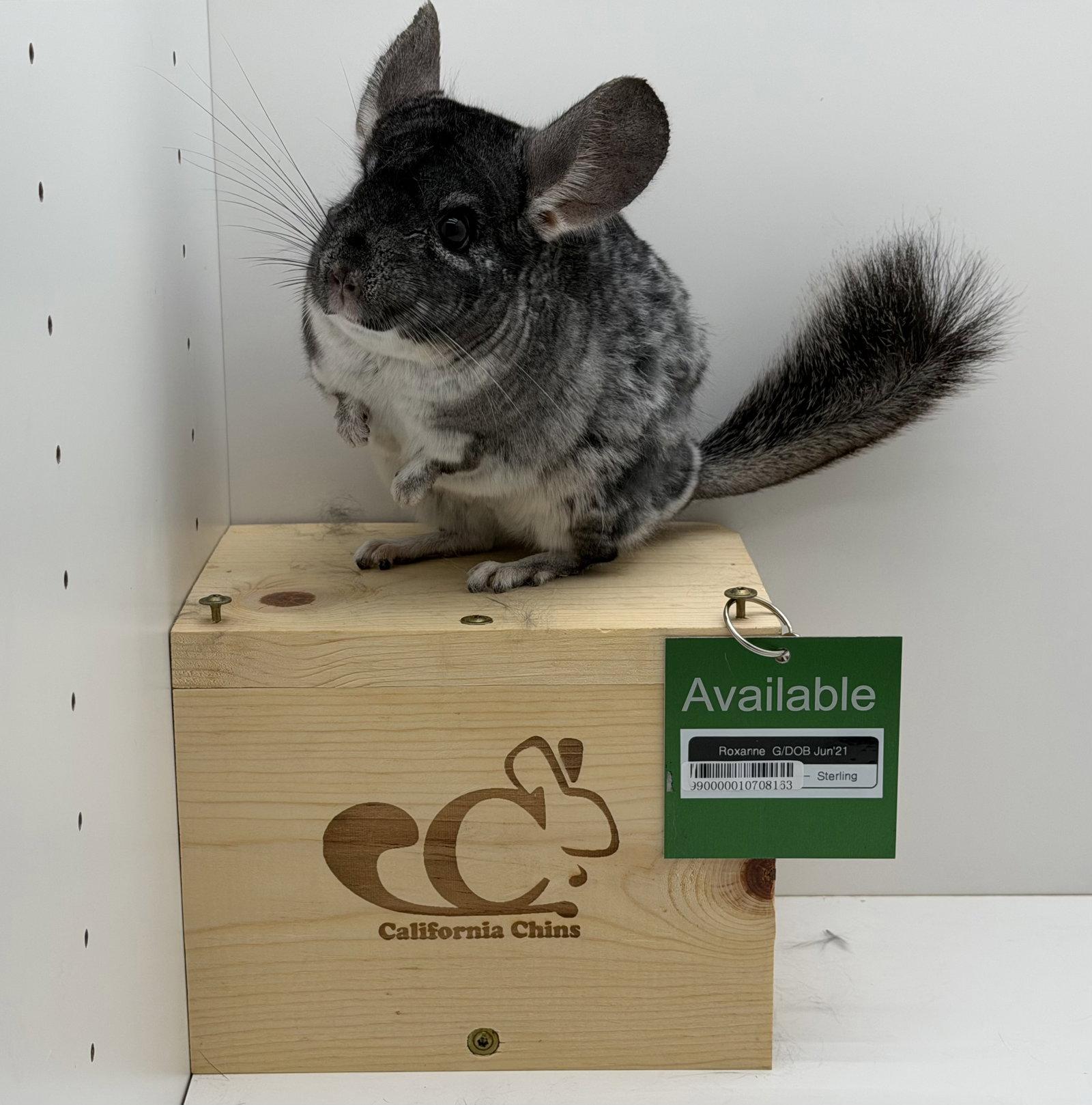 Roxanne, a Adoptable Chinchilla in Sunnyvale, CA image 2/3