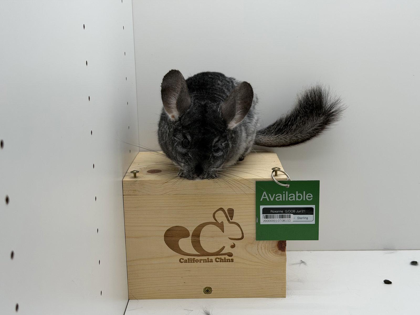 Roxanne, a Adoptable Chinchilla in Sunnyvale, CA image 3/3