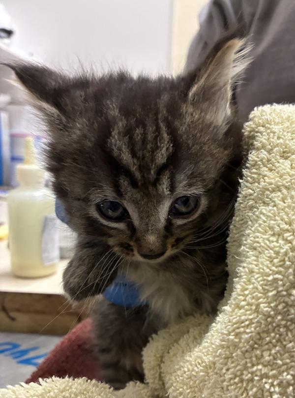 Tom - Bonded W/ Jerry, Adoptable, Kitten Male Domestic Medium Hair.