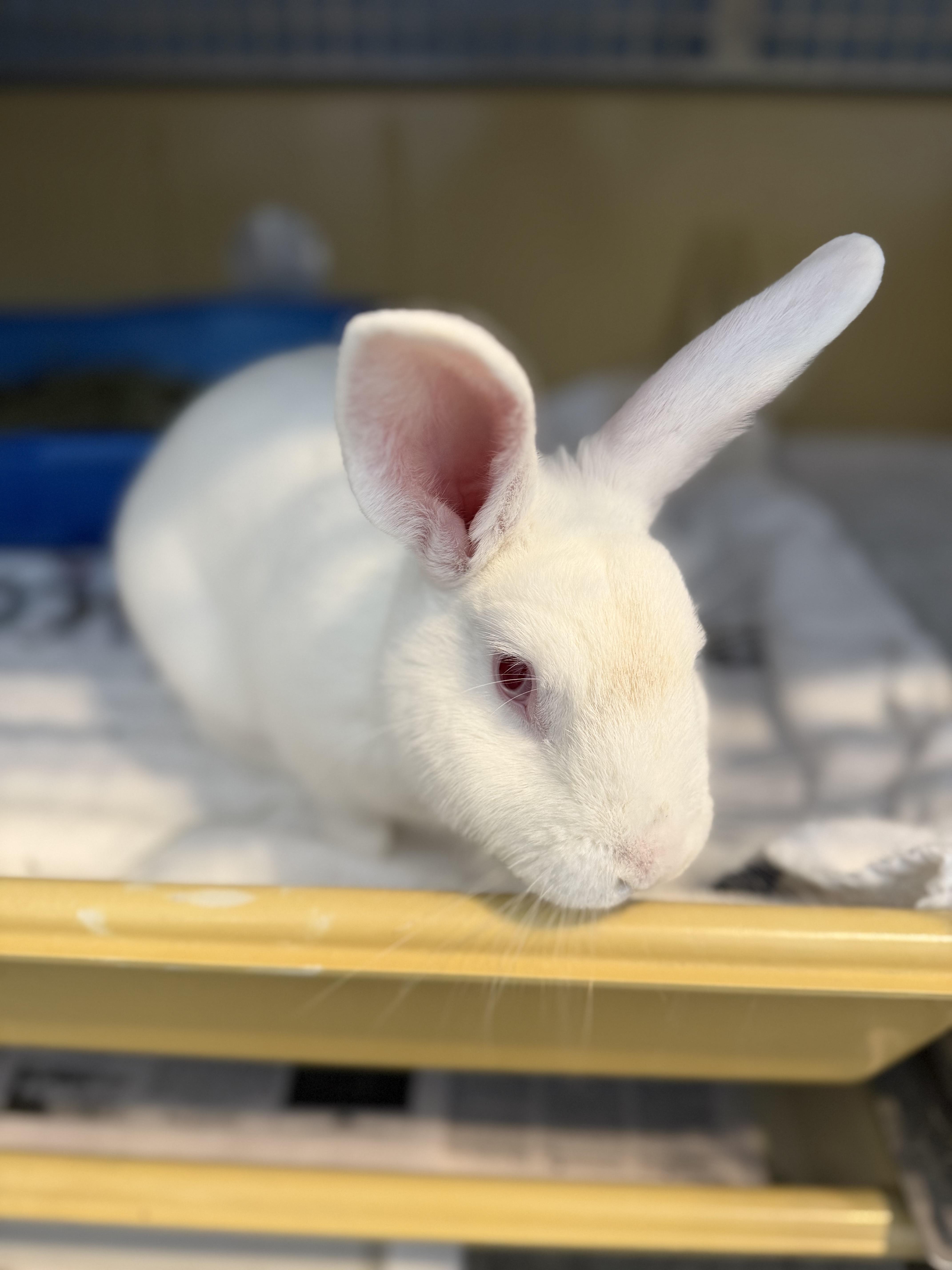 Enlarge Captain Carrot, an adopted American in Reisterstown, MD image 3/3