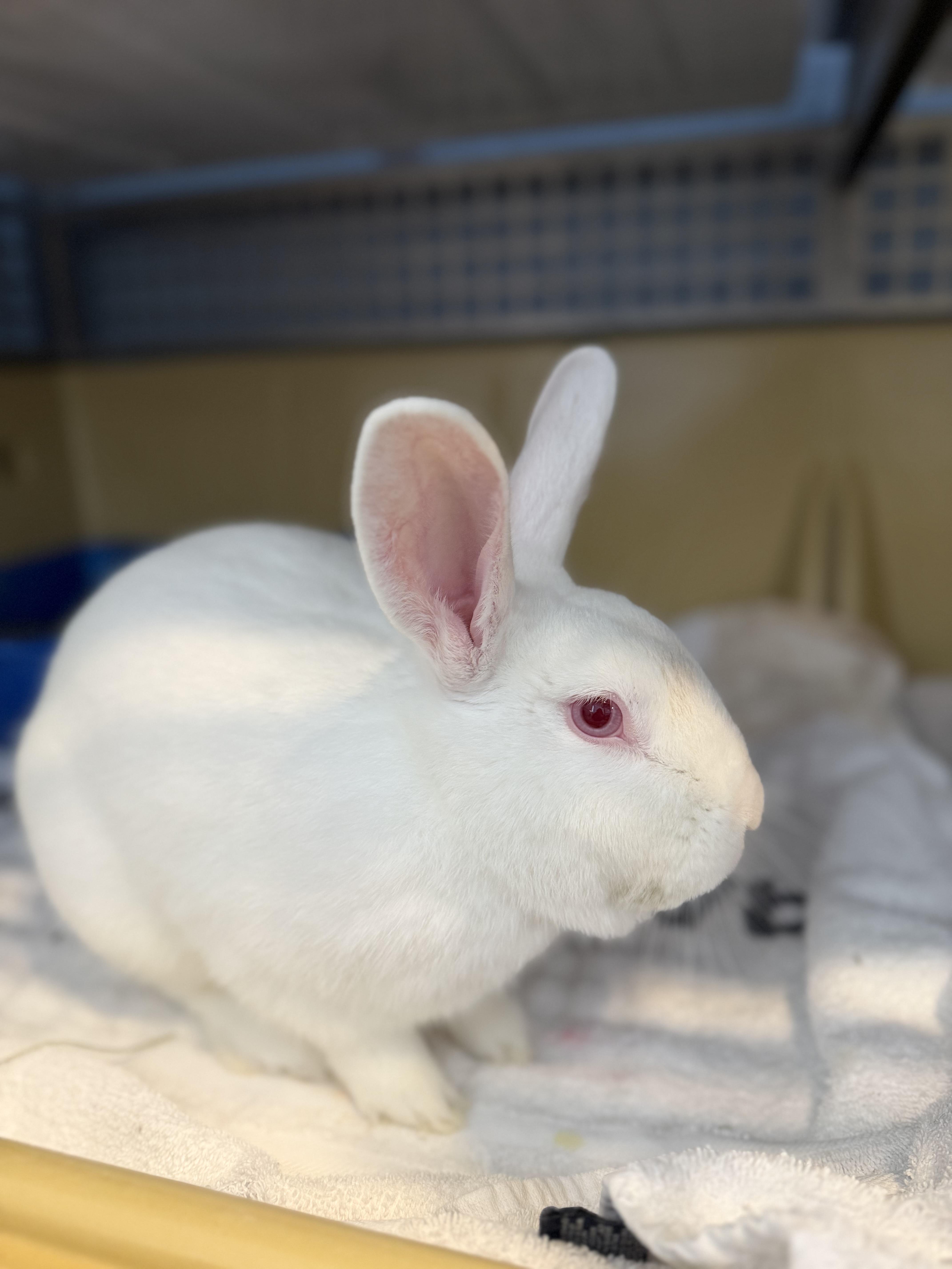 Enlarge Captain Carrot, an adopted American in Reisterstown, MD image 2/3