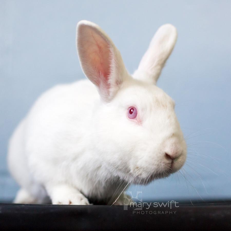 Enlarge Captain Carrot, an adopted American in Reisterstown, MD image 1/3