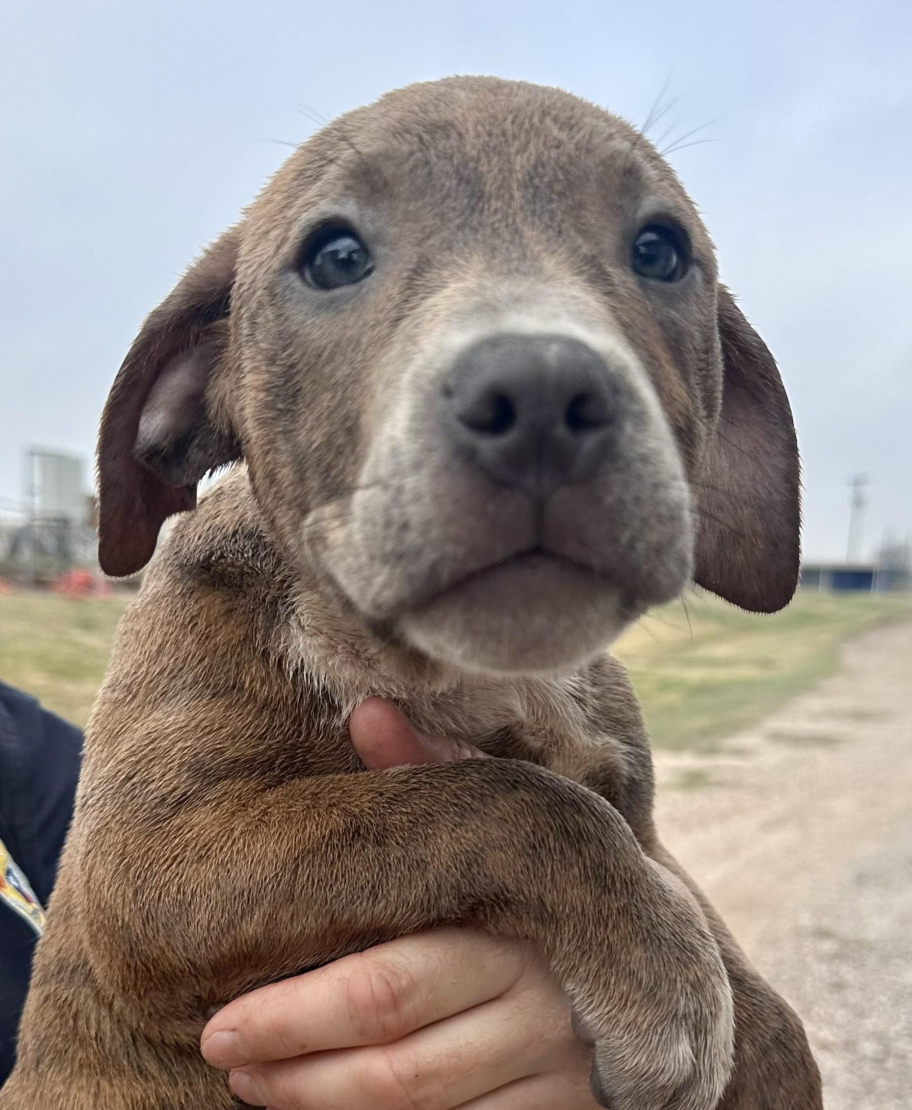Sugar - Tagged4Rescue, Adoptable, Puppy Male American Staffordshire Terrier.