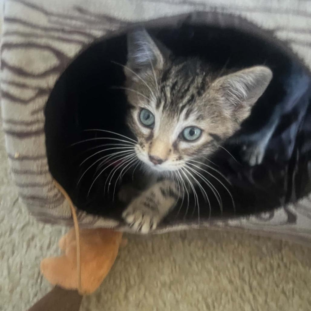TWO-BIT, Adoptable, Kitten Male Domestic Short Hair.