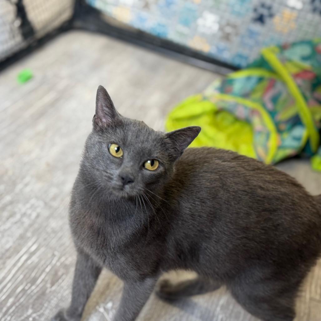 Enlarge Egg, a Adoptable Domestic Short Hair in Ridgely, MD image 1/6