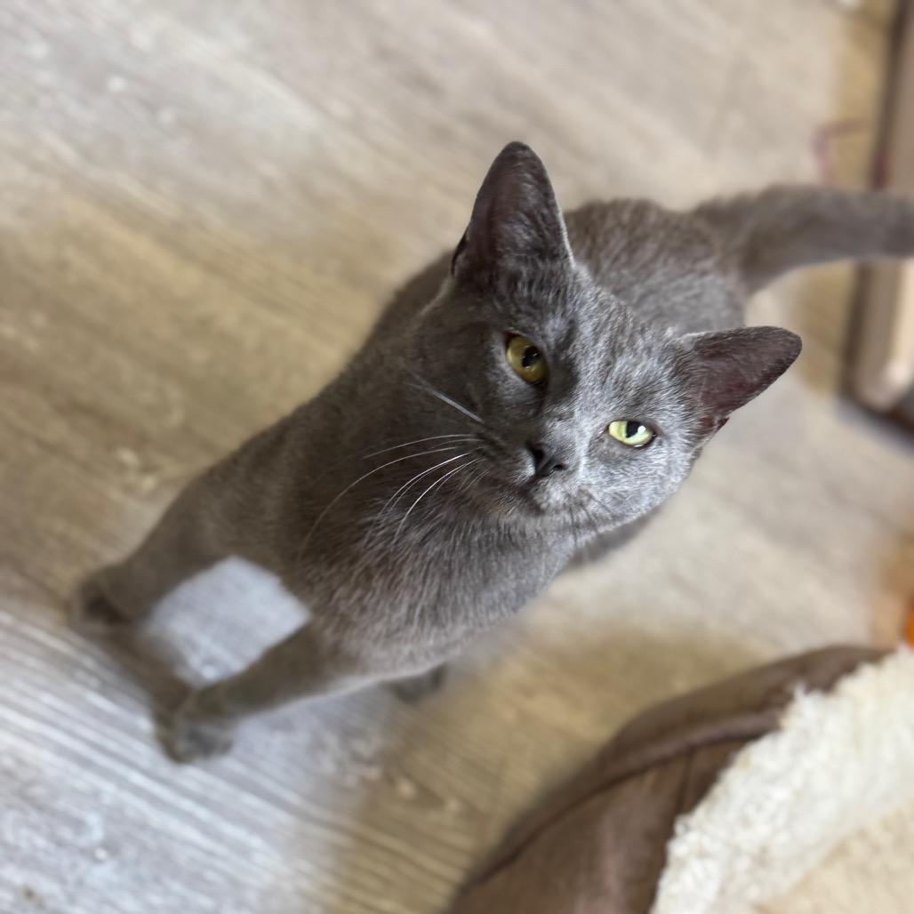 Enlarge Egg, a Adoptable Domestic Short Hair in Ridgely, MD image 3/6