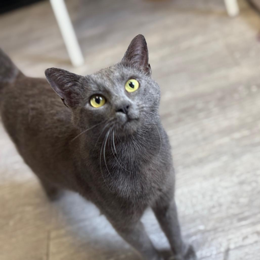 Enlarge Egg, a Adoptable Domestic Short Hair in Ridgely, MD image 4/6