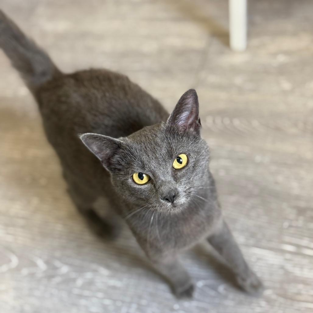 Enlarge Egg, a Adoptable Domestic Short Hair in Ridgely, MD image 5/6