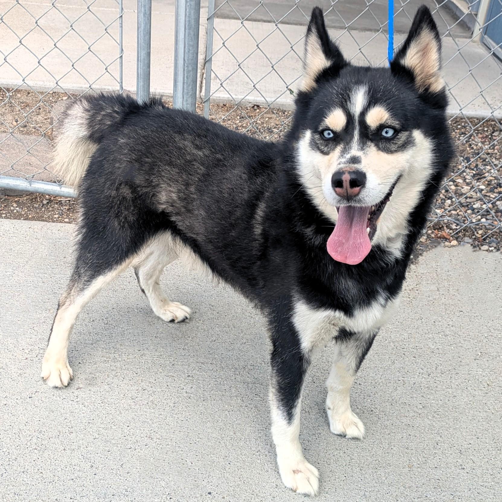 Enlarge 61602561, a ADOPTABLE Husky in Elko, NV image 1/1