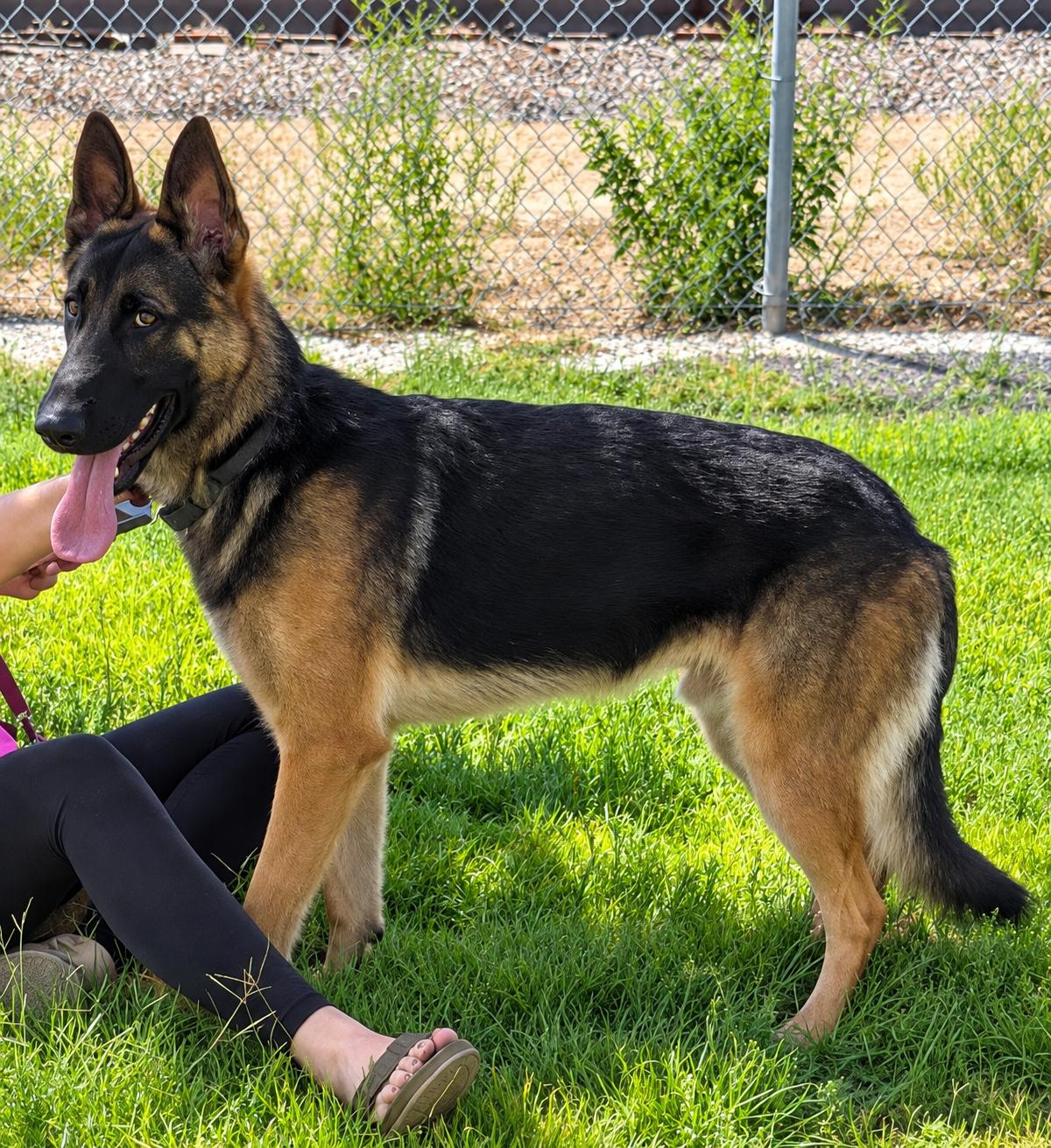 Enlarge Degan, a Adopted German Shepherd Dog in Kuna, ID image 1/1