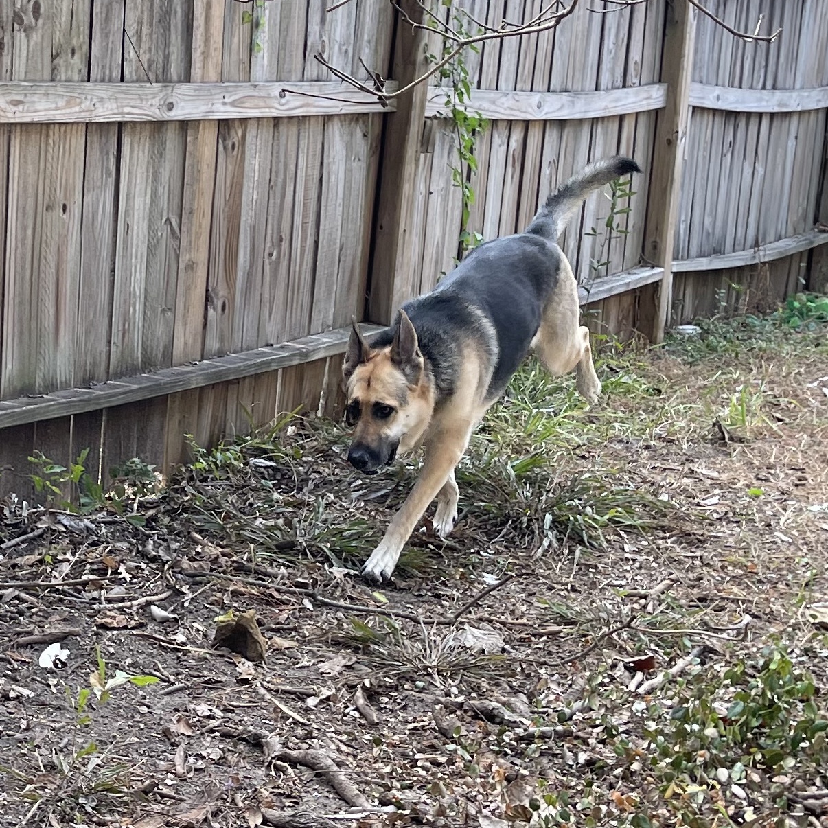 SHARIFAH — thumbnail 3