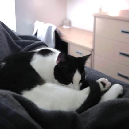 Pablo, Adoptable, Adult Male Domestic Short Hair & Domestic Short Hair.