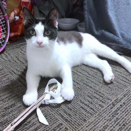 Pablo, a Adoptable mixed breed in Washington, DC image 2/3