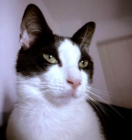 Pablo, a Adoptable mixed breed in Washington, DC image 3/3