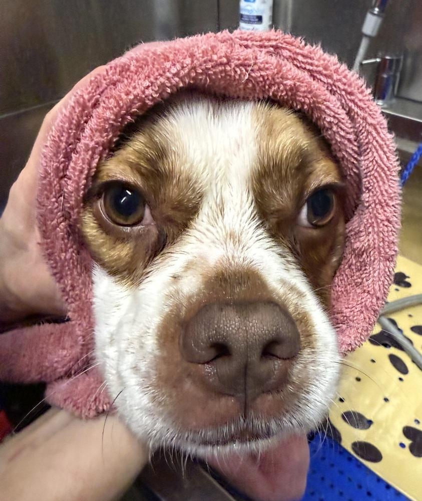 Denny, Adoptable, Adult Male French Bulldog.