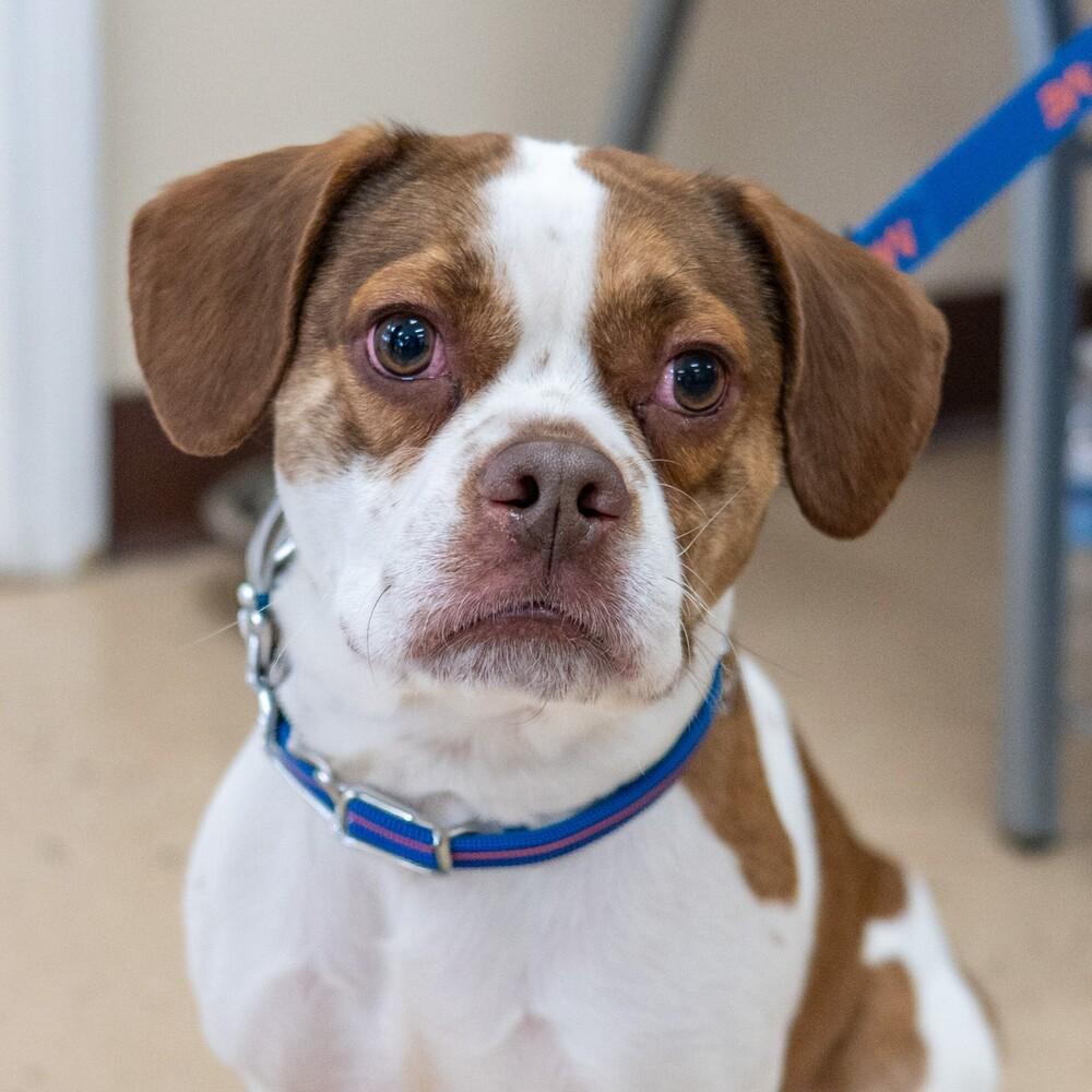 Enlarge Denny, a Adoptable mixed breed in Mundelein, IL image 2/6