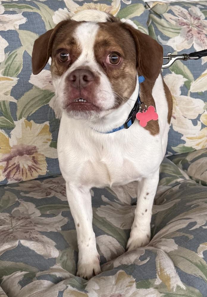 Enlarge Denny, a Adoptable mixed breed in Mundelein, IL image 3/6