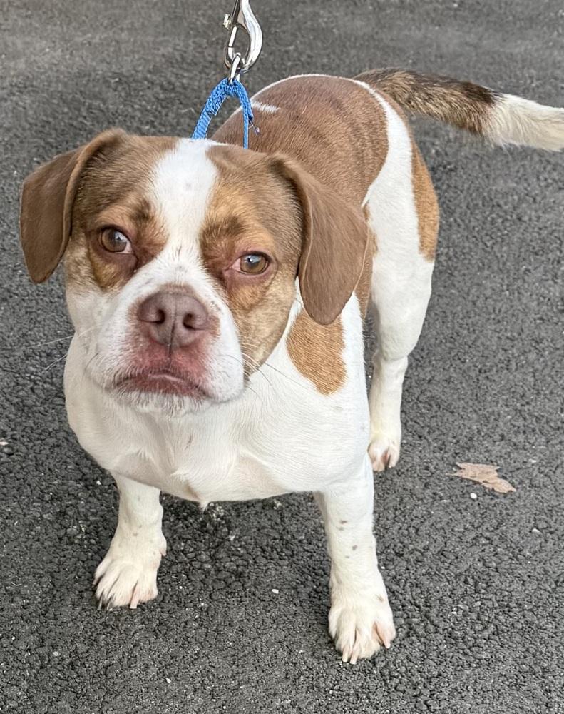 Enlarge Denny, a Adoptable mixed breed in Mundelein, IL image 4/6