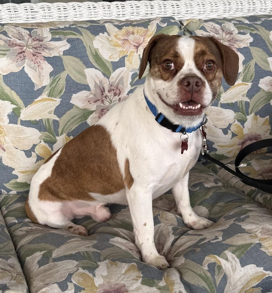 Enlarge Denny, a Adoptable mixed breed in Mundelein, IL image 5/6