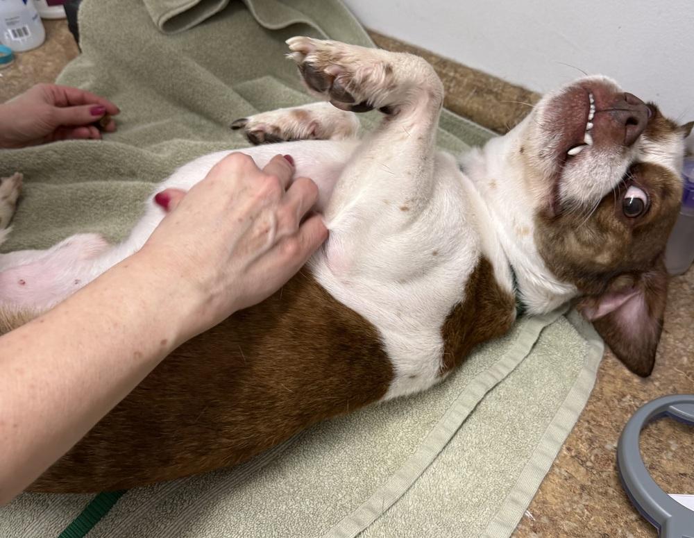 Enlarge Denny, a Adoptable mixed breed in Mundelein, IL image 6/6