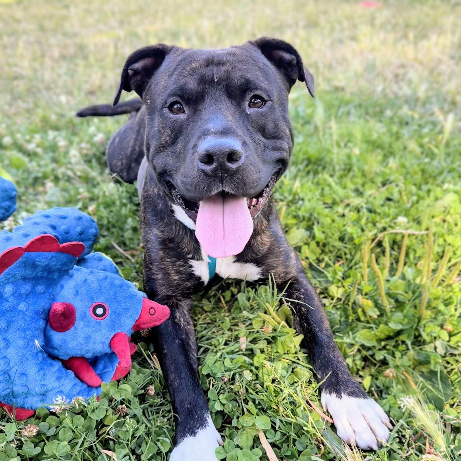 Enlarge Larry, a Adoptable Pit Bull Terrier in Oakland, CA image 1/3