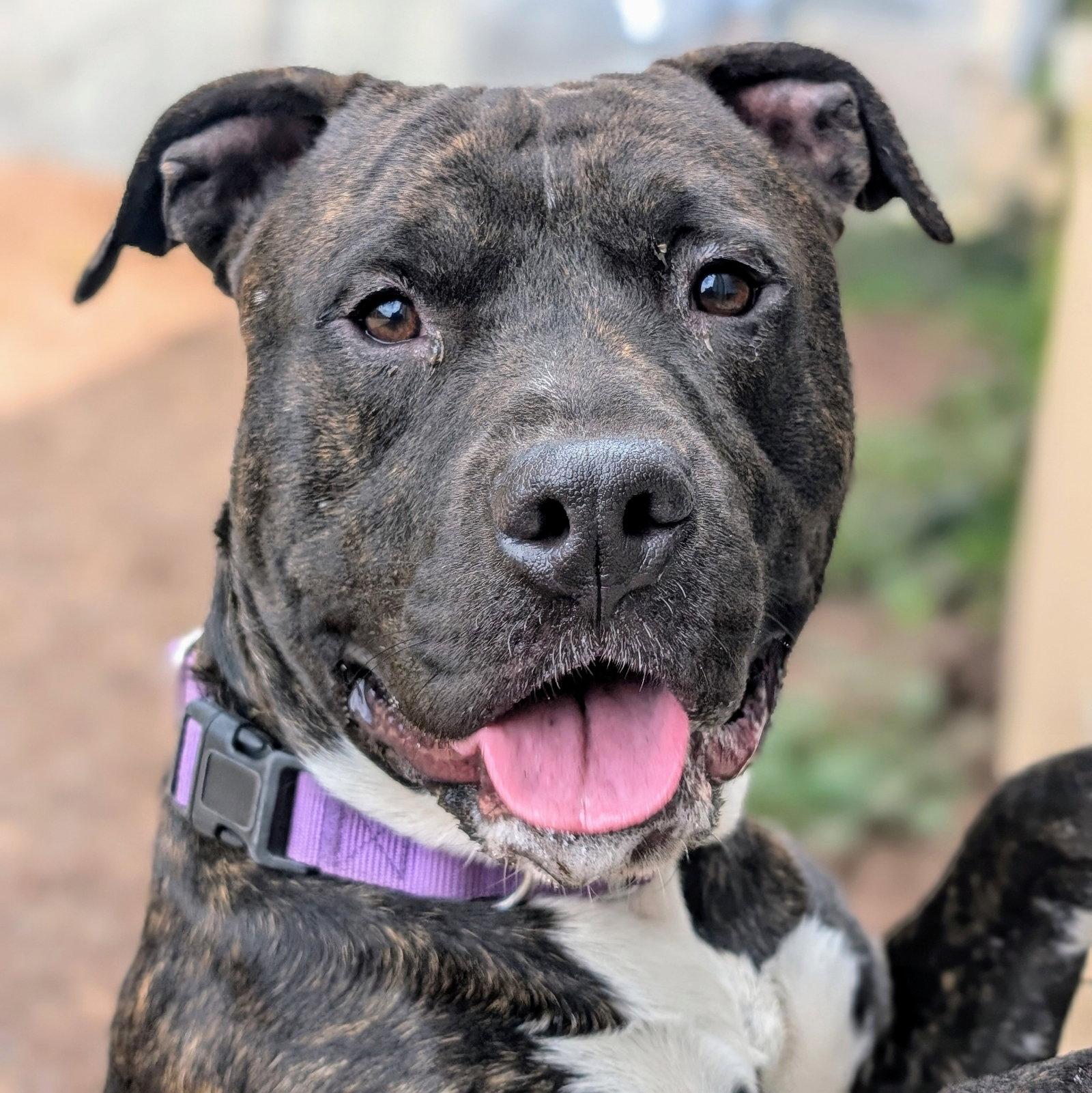 Enlarge Larry, a Adoptable Pit Bull Terrier in Oakland, CA image 2/3