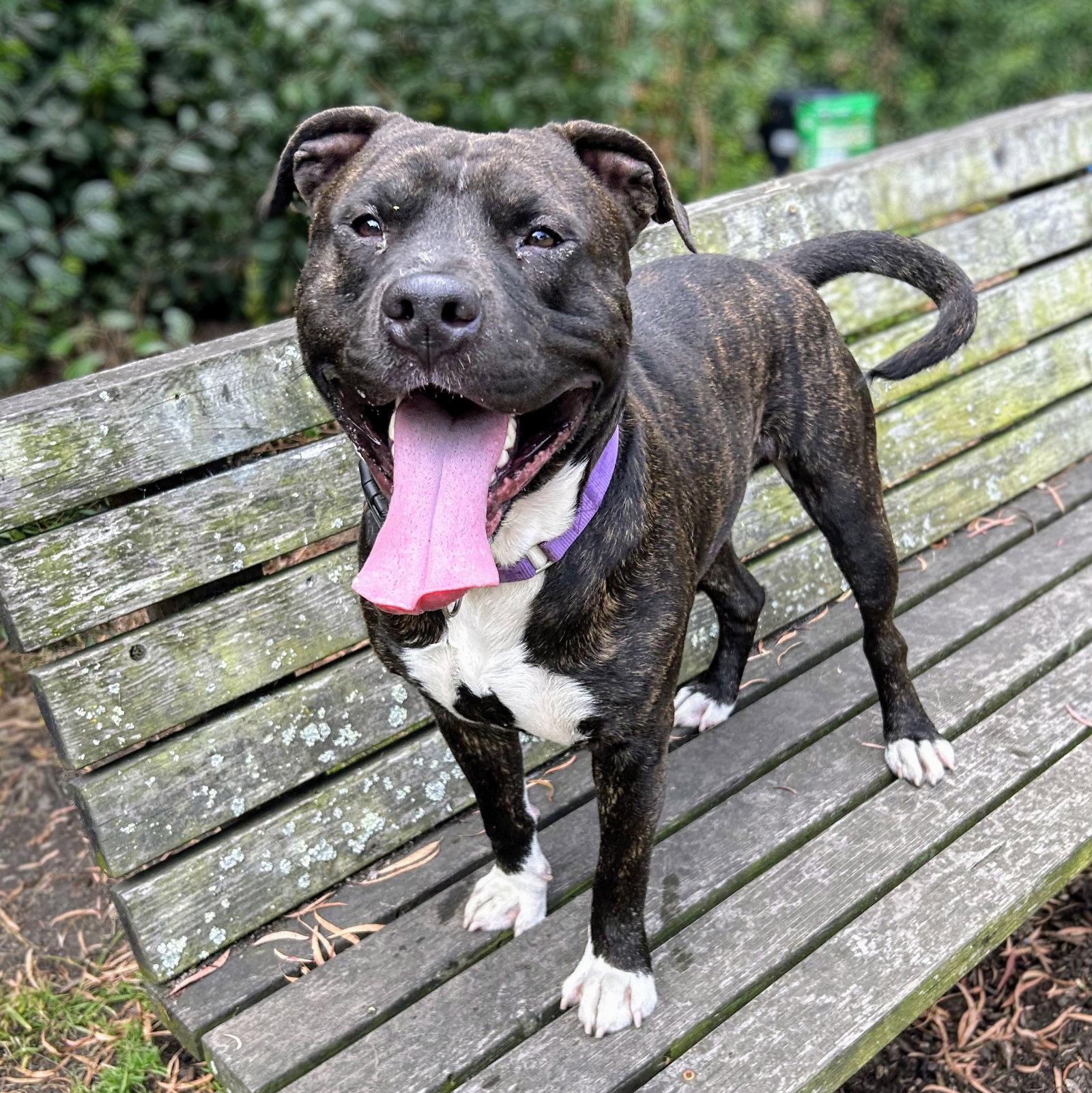 Enlarge Larry, a Adoptable Pit Bull Terrier in Oakland, CA image 3/3