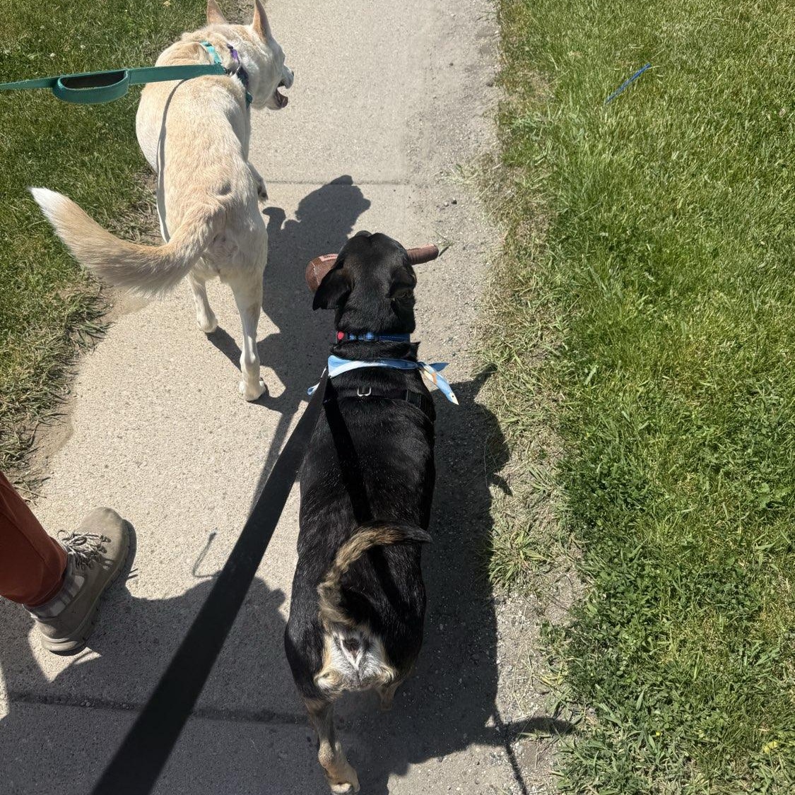 Shadow, a ADOPTABLE mixed breed in Adrian, MI image 4/6