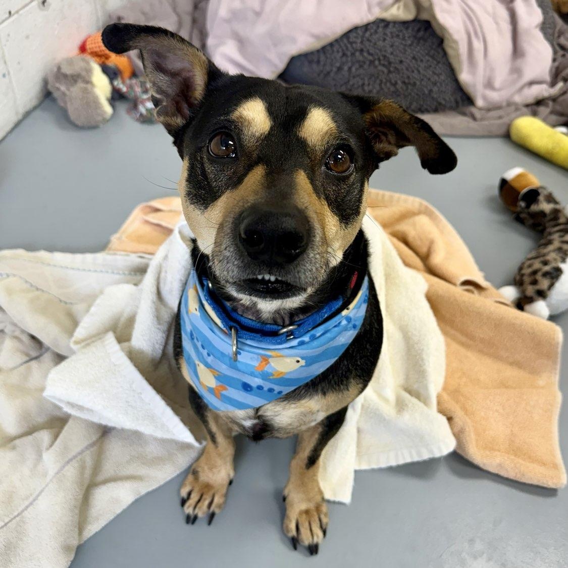 Shadow, ADOPTABLE, Adult Male Mixed Breed.