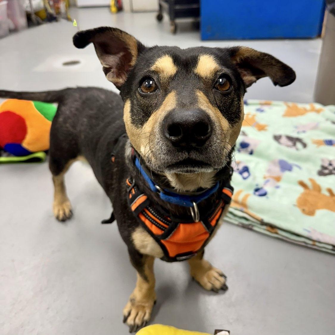 Shadow, a ADOPTABLE mixed breed in Adrian, MI image 3/6