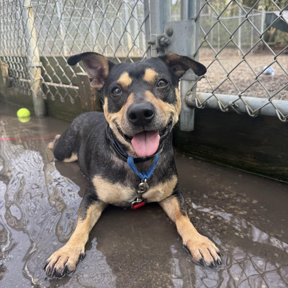 Shadow, a ADOPTABLE mixed breed in Adrian, MI image 2/6