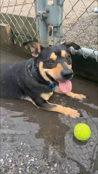Enlarge Shadow, a ADOPTABLE mixed breed in Adrian, MI video 5/6
