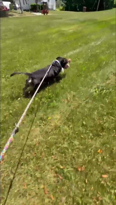 Enlarge Shadow, a ADOPTABLE mixed breed in Adrian, MI video 6/6