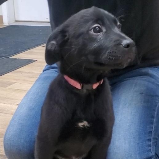Valkyrie, adopted, Puppy Female Black Labrador Retriever.