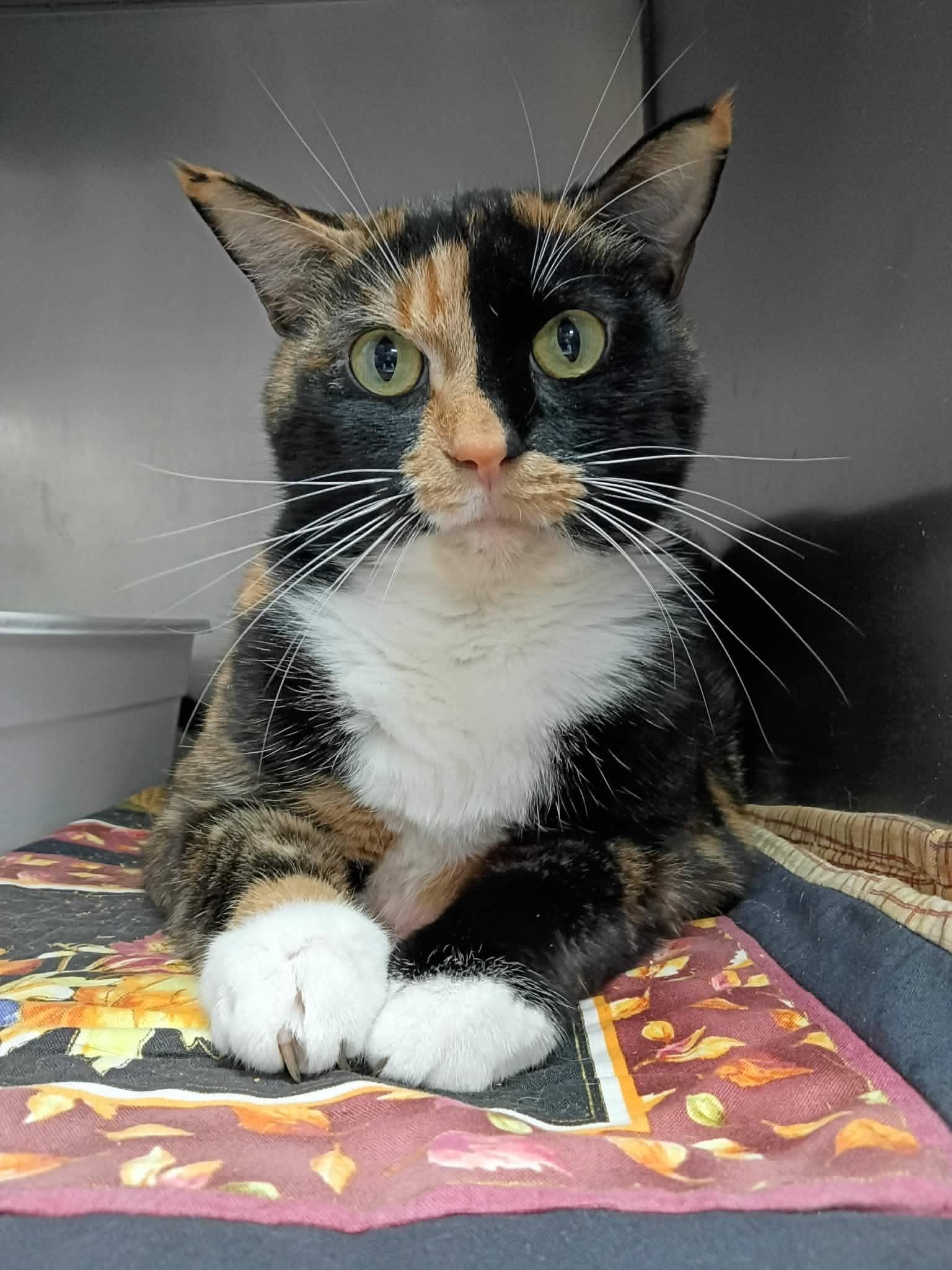 Malorie, Adoptable, Adult Female Domestic Short Hair.