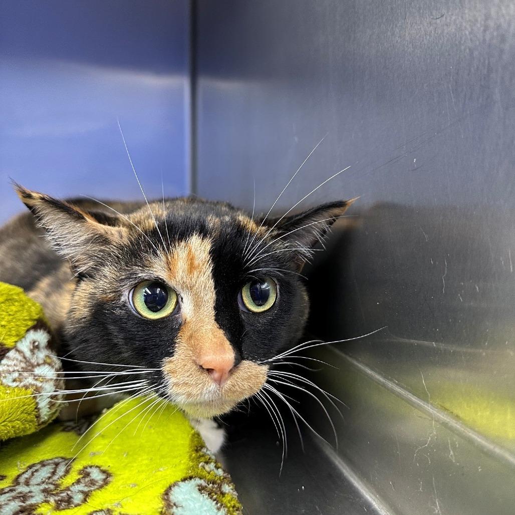Malorie, Adoptable, Adult Female Domestic Short Hair.