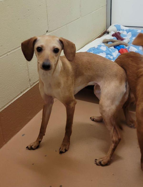 Enlarge Sebastian, a Adoptable mixed breed in Kennewick, WA image 1/2