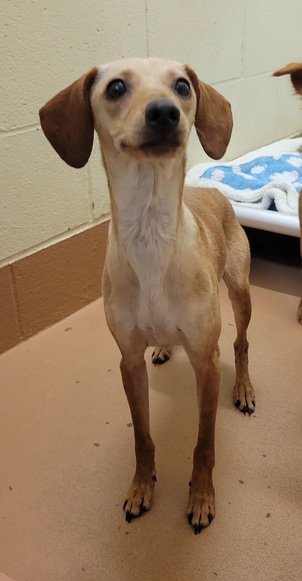 Enlarge Sebastian, a Adoptable mixed breed in Kennewick, WA image 2/2