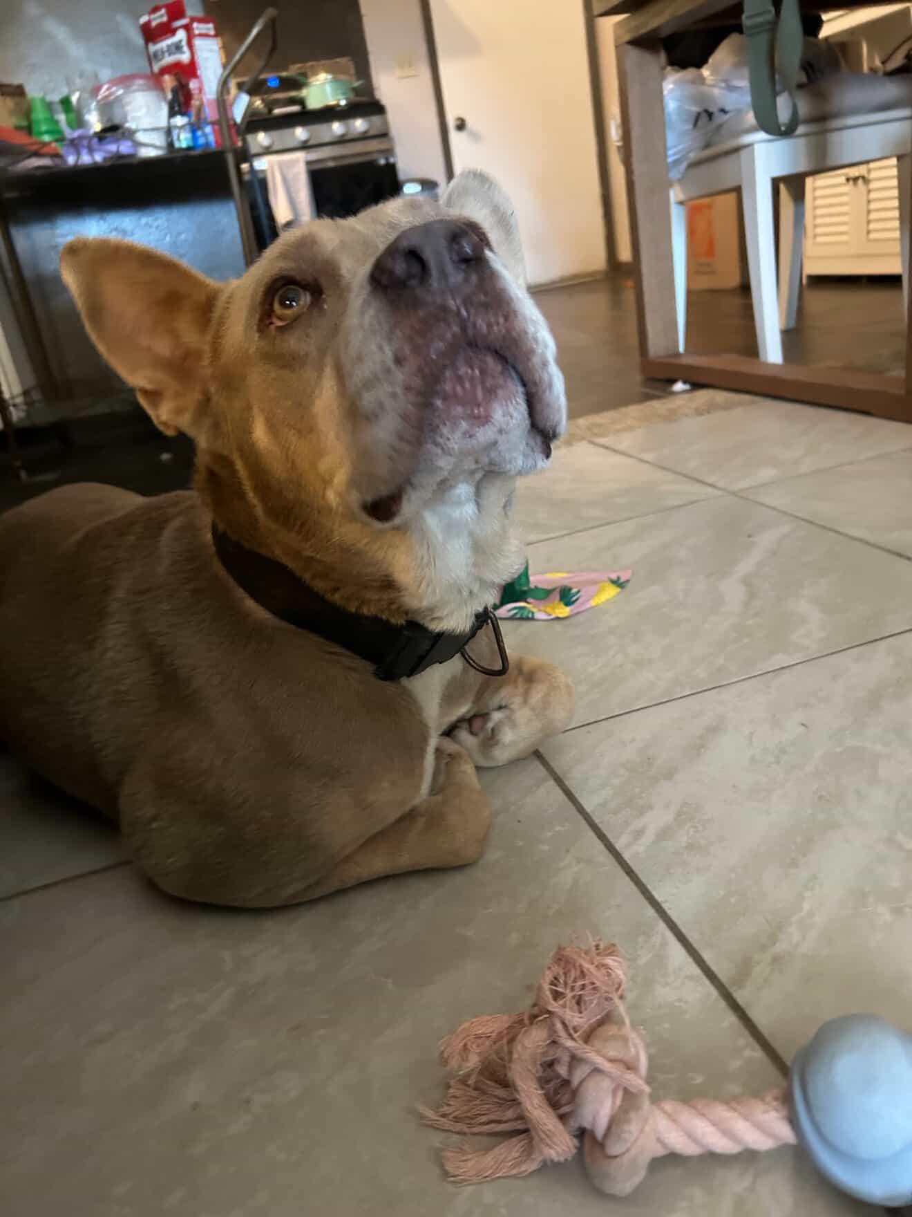 Dave, a Adoptable mixed breed in Cool, CA image 3/5