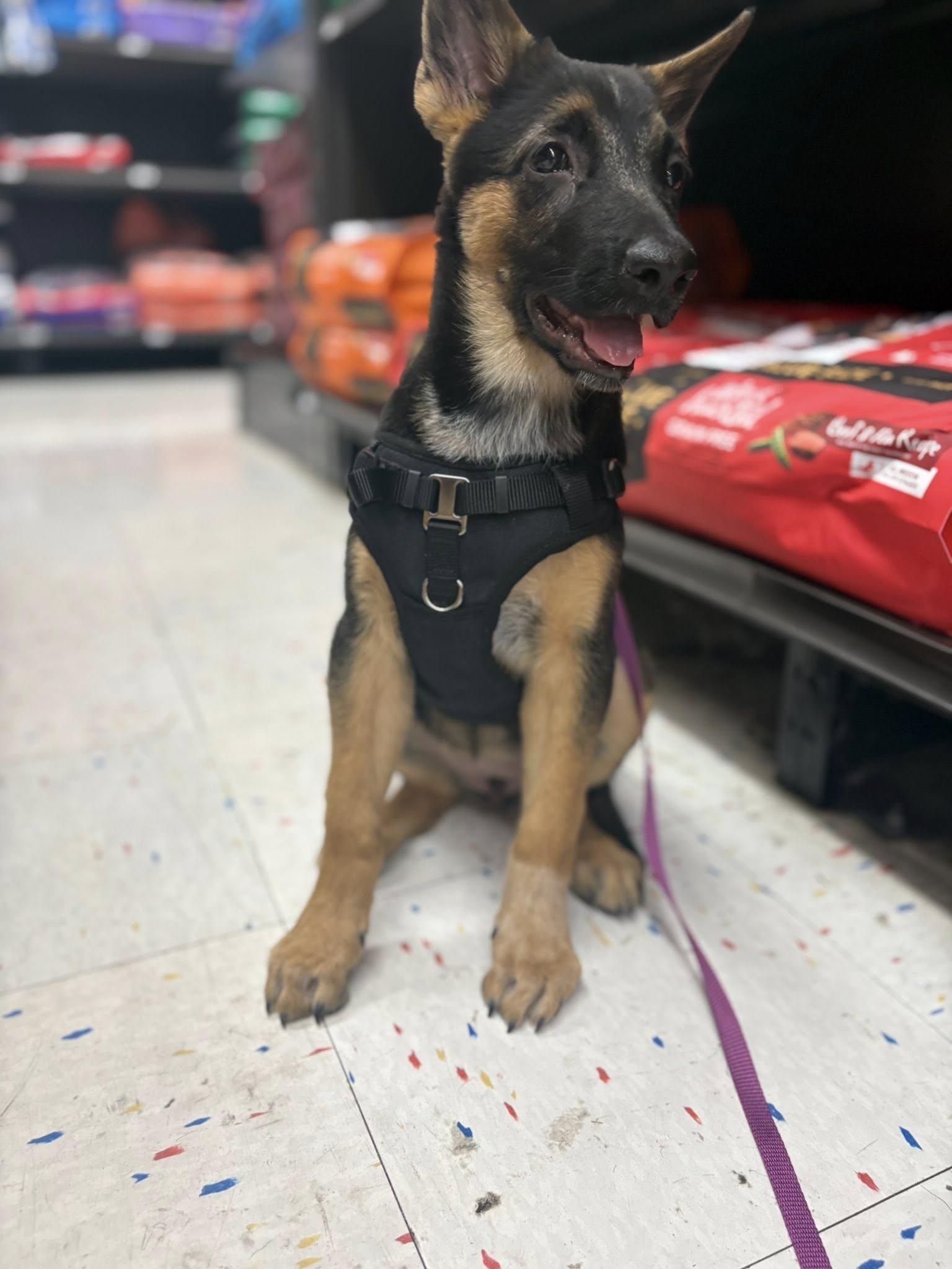 Riley, Adopted, Puppy Female German Shepherd Dog.