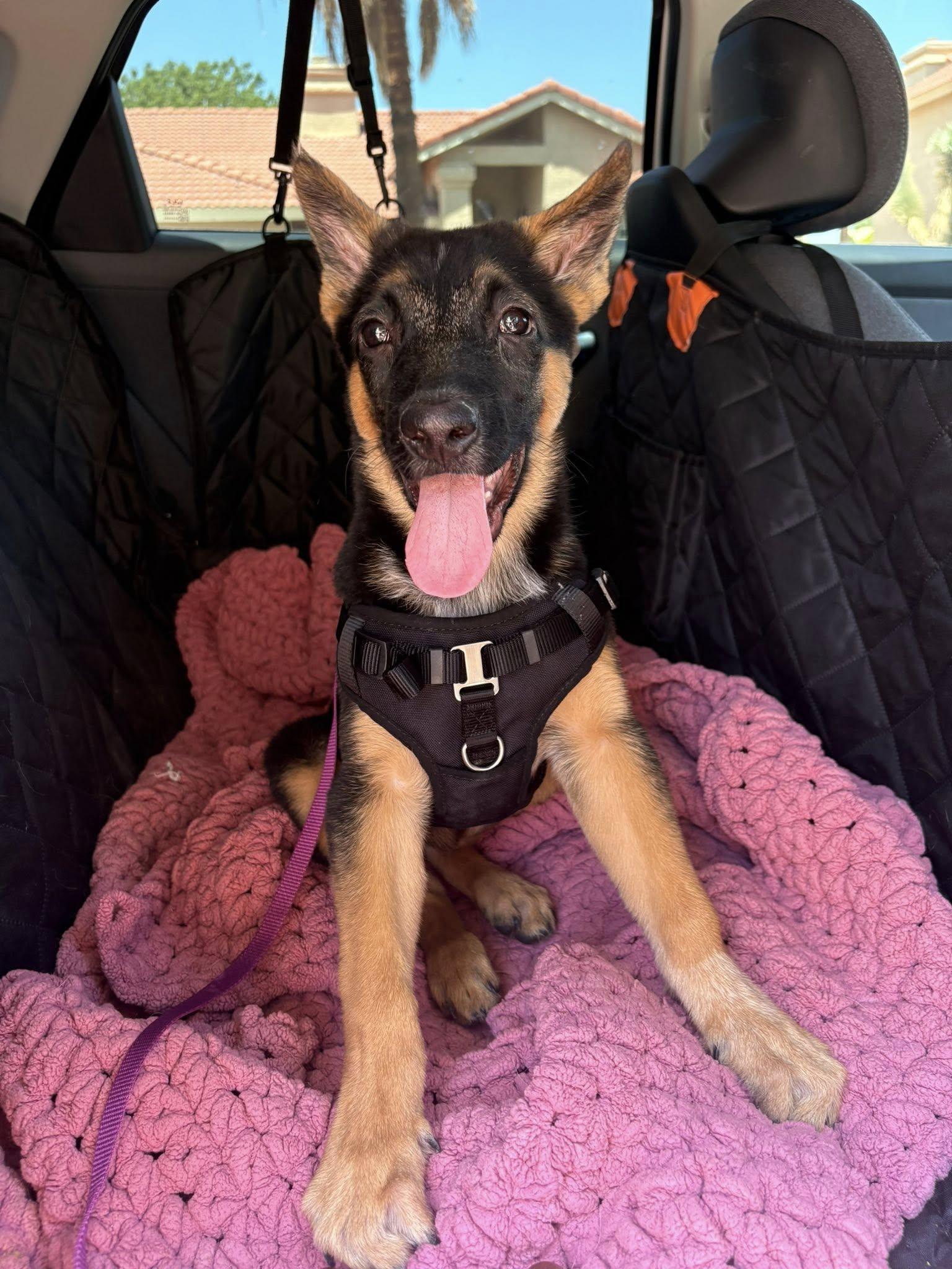 Enlarge Riley, a Adopted mixed breed in Cave Creek, AZ image 2/2