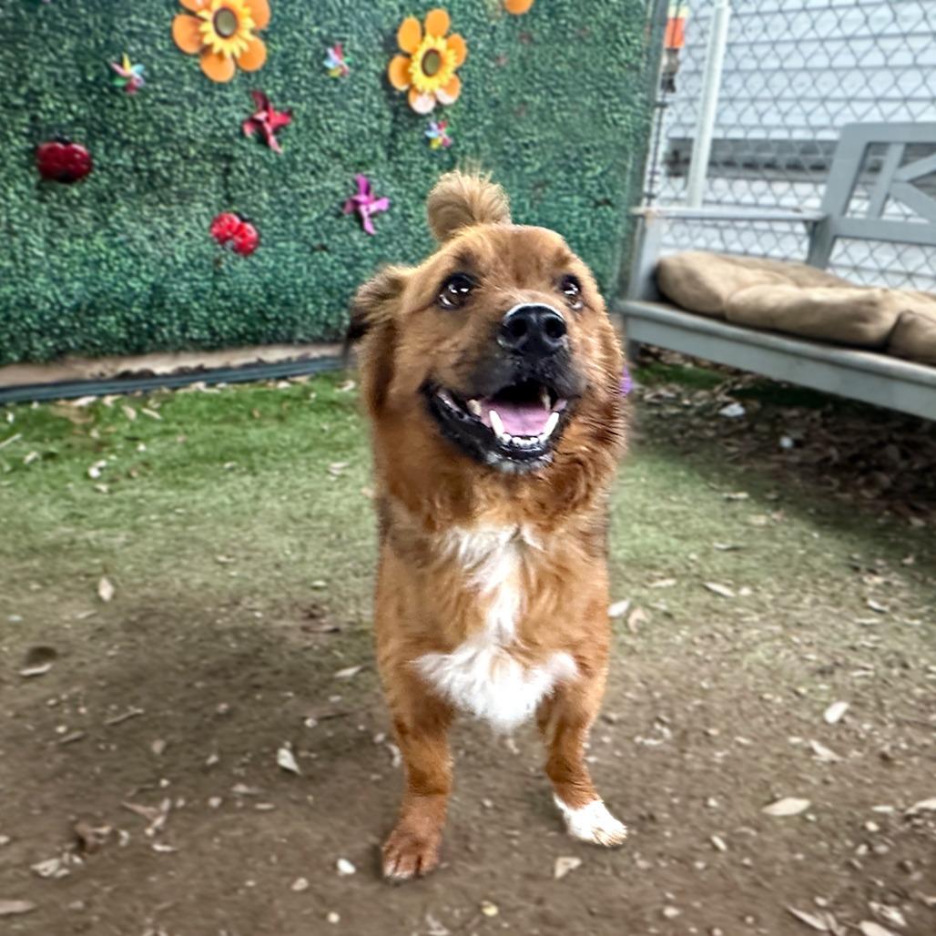 Nemo, Adoptable, Adult Male Norfolk Terrier & Shetland Sheepdog / Sheltie.