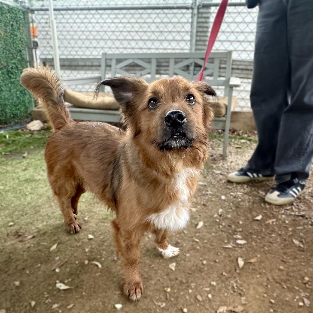 Enlarge Nemo, a Adoptable mixed breed in Austin, TX image 2/6
