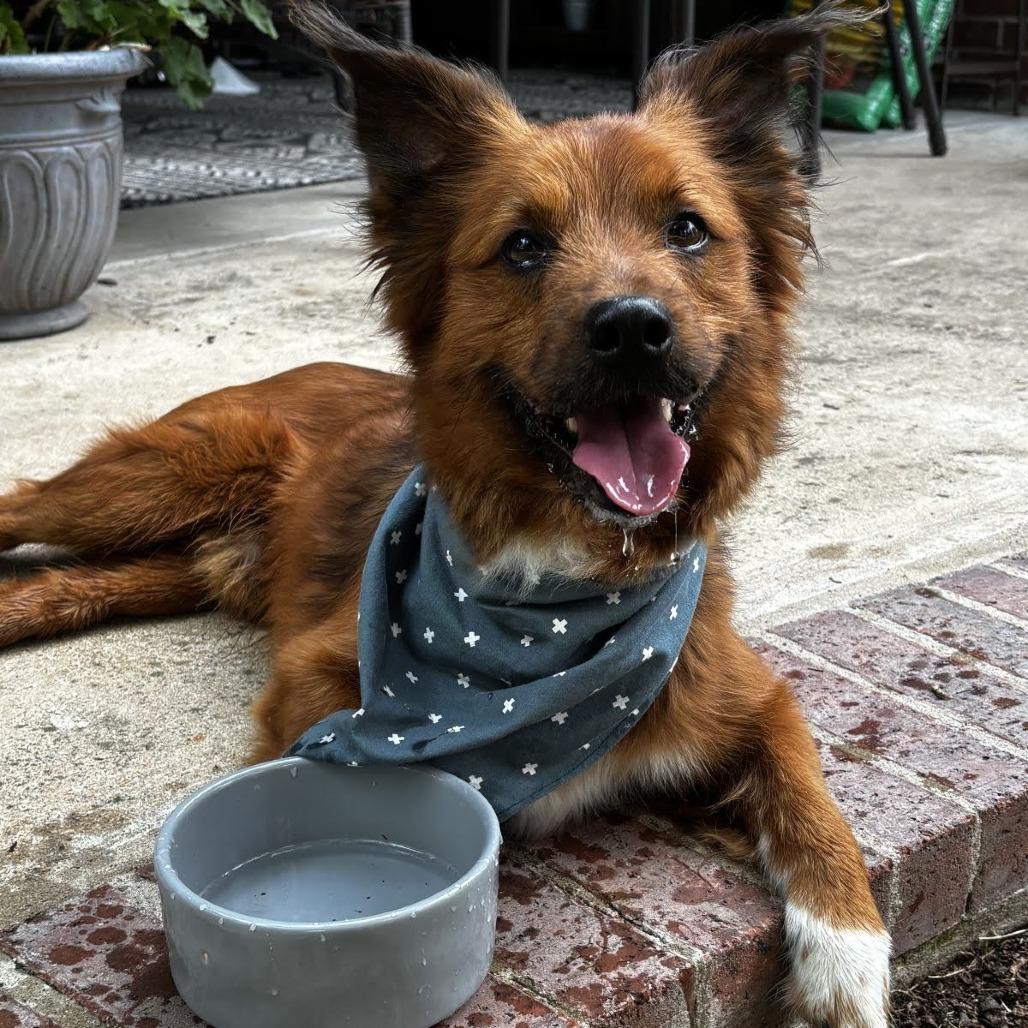 Enlarge Nemo, a Adoptable mixed breed in Austin, TX image 3/6