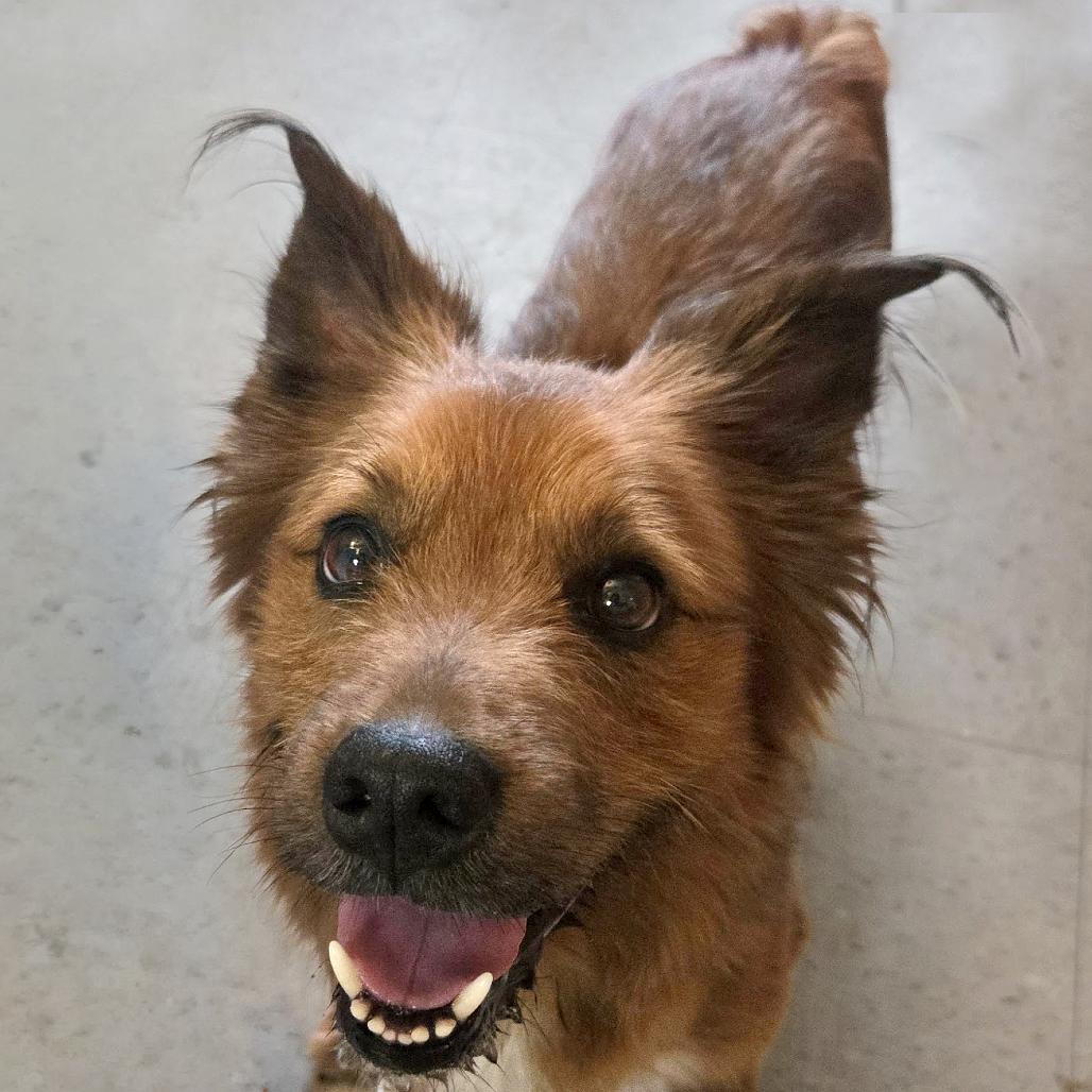 Enlarge Nemo, a Adoptable mixed breed in Austin, TX image 4/6