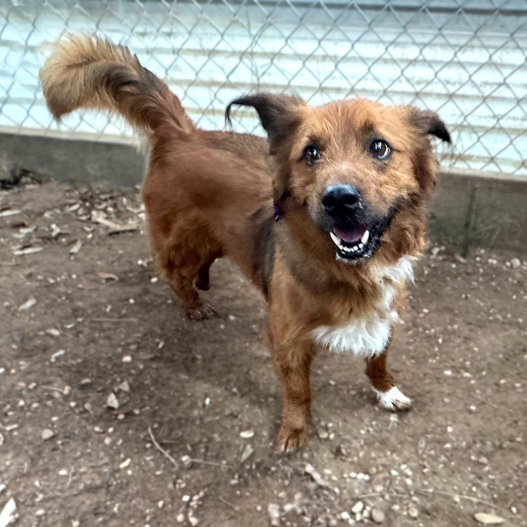 Enlarge Nemo, a Adoptable mixed breed in Austin, TX image 5/6