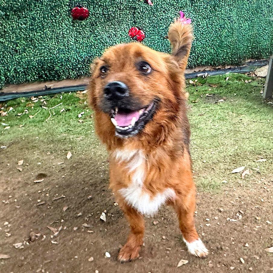 Enlarge Nemo, a Adoptable mixed breed in Austin, TX image 6/6