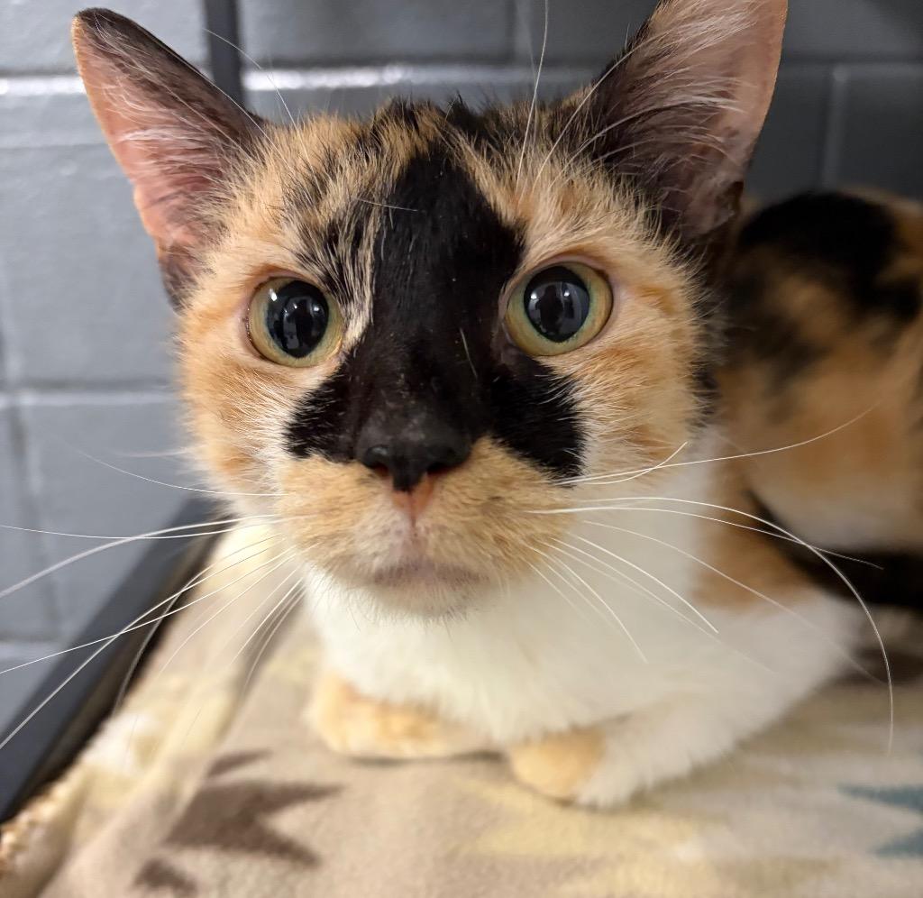 Poppy, a Adoptable mixed breed in Huntington, IN image 2/4